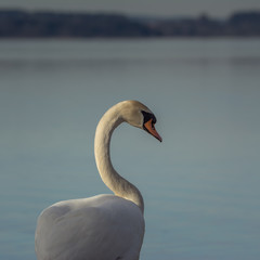 Schwan