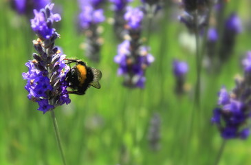 Bumblebee harvesting a lavender flower