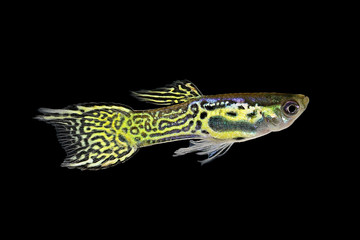 Snake skin Endler Guppy Male Guppies Poecilia wingei colorful tropical aquarium fish 