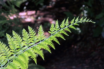 Fern frond