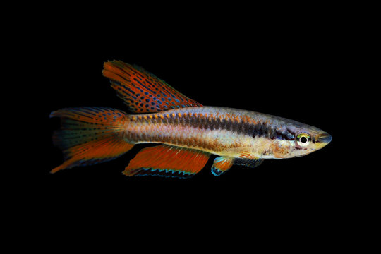Lagos Red Killifish Male aquarium fish Killi Aphyosemion bitaeniatum 
