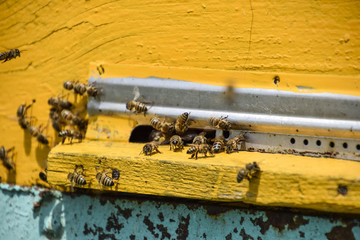 Bees fly at the entrance to the hive. Tray of the hive. Hole entrance to the hive.