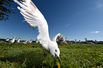 Seagulls flying against a blue sky