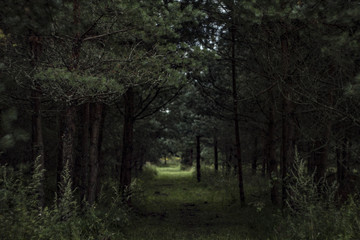 Forest alley