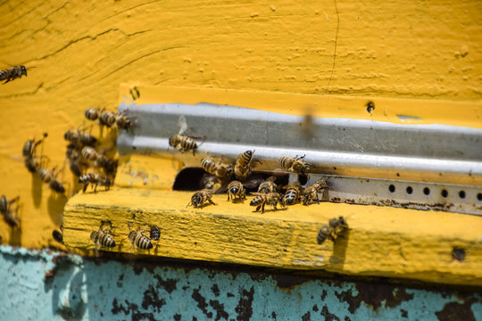 Bees fly at the entrance to the hive. Tray of the hive. Hole entrance to the hive.