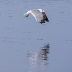 Möwe