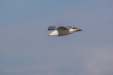 Silbermöwe