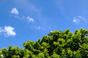 Close up view green tree and beautiful cloud in Thailand, Young green shining leaves hang down on blue sky background. - Powered by Adobe