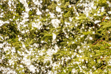 green palm tress and waterfall image