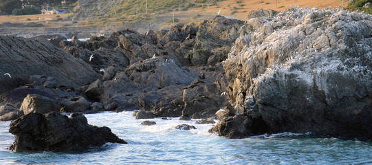 Seagull and Seal Colony