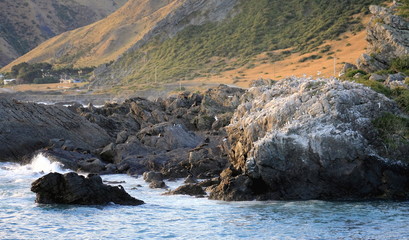 Seagull and Seal Colony