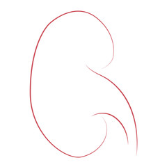 Kidney line drawing