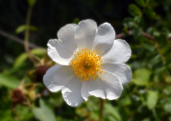 Desert Rose/Blooming White Cherokee Rose, closeup