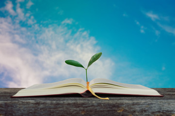 Open book with growing tree with blurry blue cloudy sky background for knowledge and learning concept.selective focus.