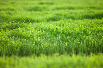 Green background of rice sapling in the cornfield. nature and agriculture background