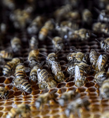 Honey bees on the home apiary
