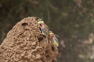 Barbets Feast on Termites in Tarangire National Park
