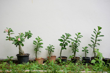 Young adenium tree