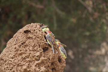 Barbets Hunt Termites in Tarangire National Park