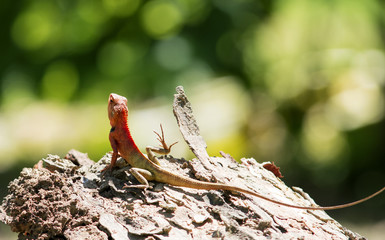 Thailand chameleon on the tree
