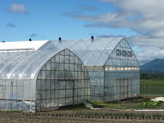 Fototapeta premium ビニールハウス