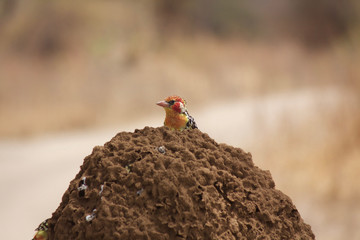 A Red-and-Yellow Barbet Hunts for Termites
