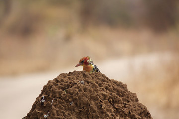 A Single Red-and-Yellow Barbet Perches on a Termite Mound in Tarangire National Park