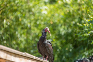 Northern Bald Ibis (Geronticus eremita) spotted outdoors on a roof
