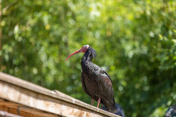 Northern Bald Ibis (Geronticus eremita) spotted outdoors on a roof - side view