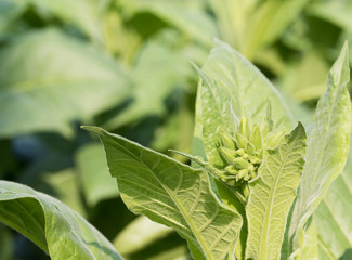 Nicotiana tabacum  herbaceous plant