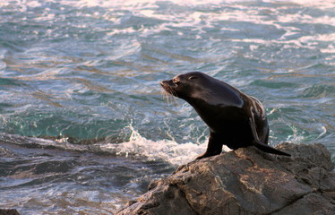 Fur Seal