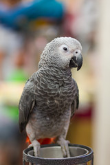 African Grey Parrot