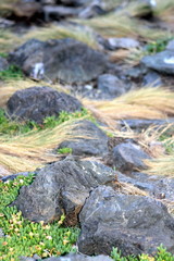Fototapeta na wymiar Coastal Rocks