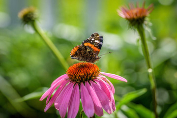 butterfly on a purple coneflower in summer garden