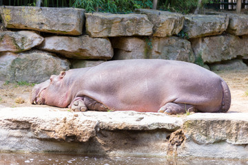 Hippopotamus sleeping taking a nap on a river side with stones on the background