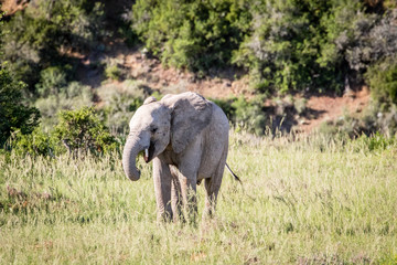 Naklejka na ściany i meble Baby elephant in South Africa