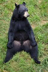 American Black Bear sitting in the grass passing time
