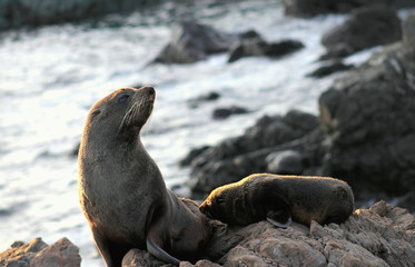 Fur Seal, Mother and Pup