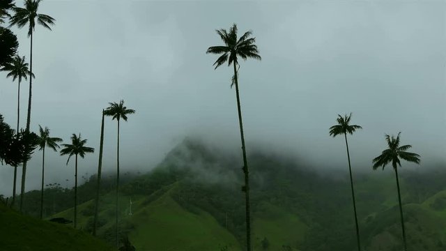 Timelapse of Cocora Valley, Colombia. Hight palm tree in Cocora Valley. Epic Nature background. High Humidity In Jungle Rainforest with. Timelapse Of Moving Clouds And Fog.