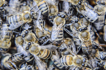 Macro photograph of bees. Dance of the honey bee. Bees in a bee hive on honeycombs.
