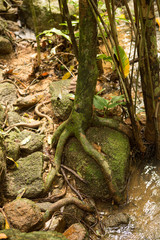 Tree' root around the old stone in the forest.