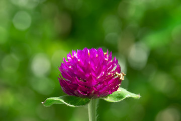 Purple flower. Button agaga. Everlasting. Gomphrena. Globe amaranth. Pearly everlasting.