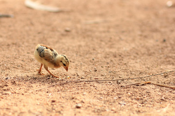  chicken eating corn in the countryside