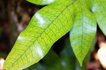Hound's Tongue Fern