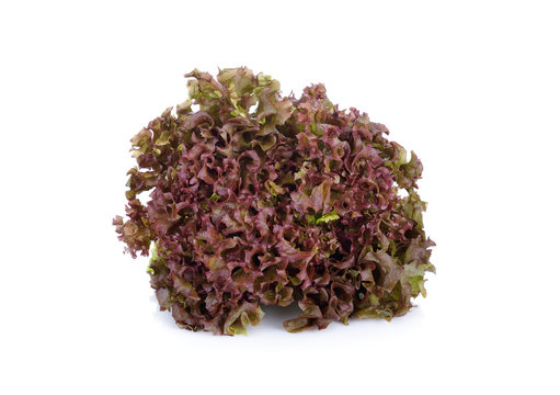 Fresh Red Leaf Lettuce On White Background