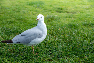 Seagull on yard
