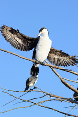 Close up of a Pied Cormorant Spreading its Wings