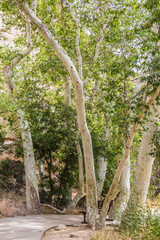 Arizona Sycamore