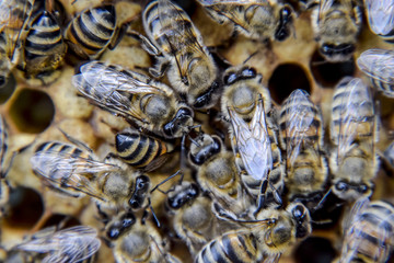 Macro photograph of bees. Dance of the honey bee. Bees in a bee hive on honeycombs.