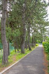 松並木の遊歩道